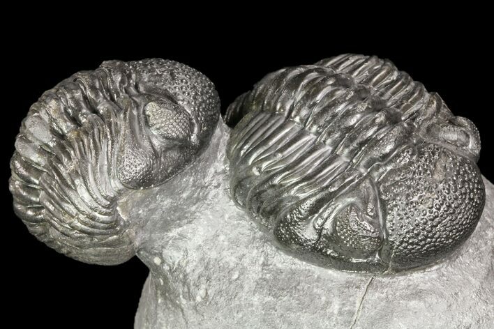 Two Large Pedinopariops Trilobite - Very Nice Preparation #80313